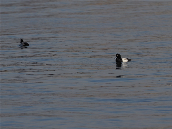 XYKGreater Scaup